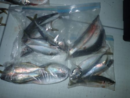 Aquanaut(アクアノート) 釣果