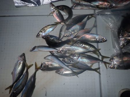 Aquanaut(アクアノート) 釣果