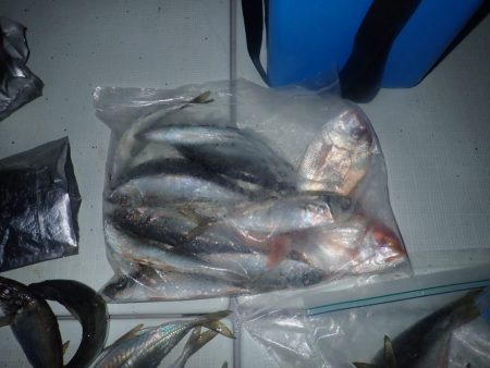 Aquanaut(アクアノート) 釣果