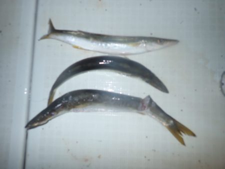 Aquanaut(アクアノート) 釣果