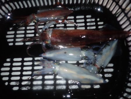 Aquanaut(アクアノート) 釣果