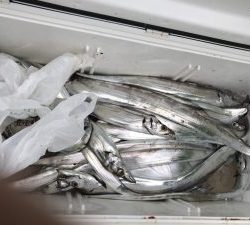 さぶろう丸 釣果