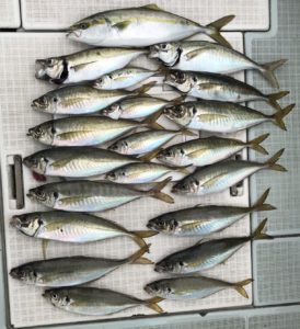 さぶろう丸 釣果