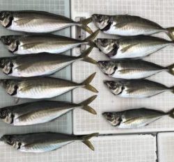 さぶろう丸 釣果