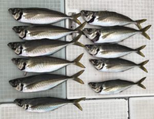 さぶろう丸 釣果