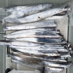 さぶろう丸 釣果