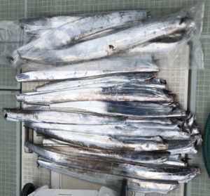さぶろう丸 釣果