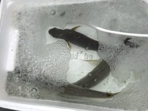 さぶろう丸 釣果