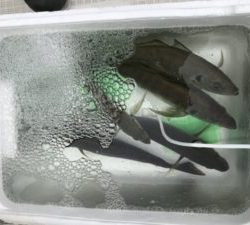 さぶろう丸 釣果