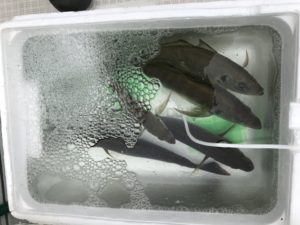 さぶろう丸 釣果