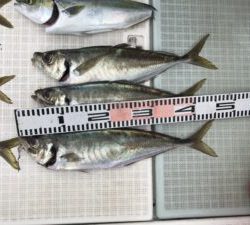 さぶろう丸 釣果