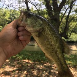 トライザは電車釣行にバッチリのロッド！ 【メガバス（Megabass）トライザ　インプレッション】