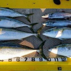 火遠理丸(ほおりまる) 釣果