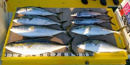 火遠理丸(ほおりまる) 釣果