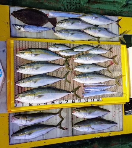 火遠理丸（ほおりまる） 釣果