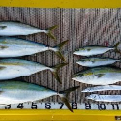 火遠理丸（ほおりまる） 釣果