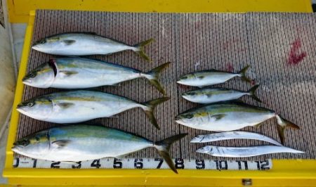 火遠理丸（ほおりまる） 釣果