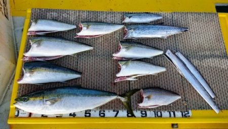 火遠理丸（ほおりまる） 釣果