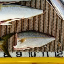 火遠理丸（ほおりまる） 釣果