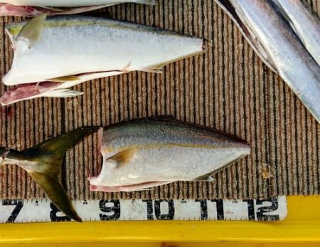 火遠理丸（ほおりまる） 釣果