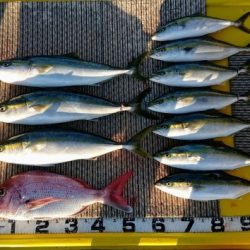 火遠理丸(ほおりまる) 釣果