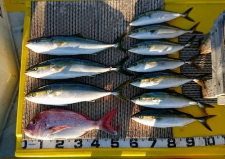 火遠理丸(ほおりまる) 釣果