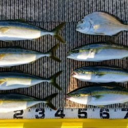 火遠理丸(ほおりまる) 釣果