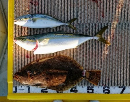 火遠理丸(ほおりまる) 釣果