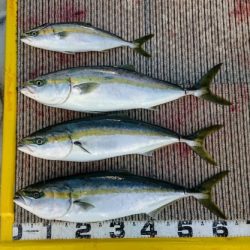 火遠理丸(ほおりまる) 釣果