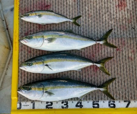 火遠理丸(ほおりまる) 釣果