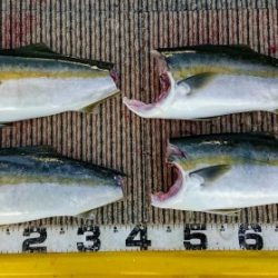 火遠理丸(ほおりまる) 釣果