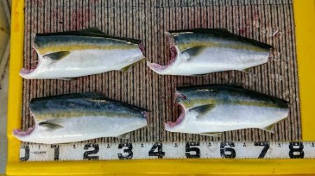 火遠理丸(ほおりまる) 釣果