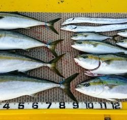 火遠理丸（ほおりまる） 釣果