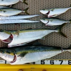 火遠理丸（ほおりまる） 釣果