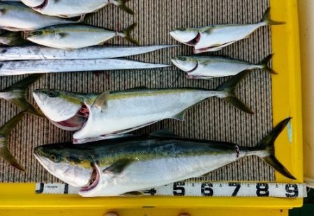 火遠理丸（ほおりまる） 釣果