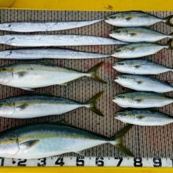 火遠理丸（ほおりまる） 釣果