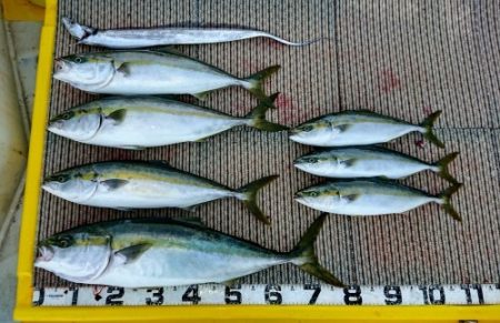 火遠理丸（ほおりまる） 釣果