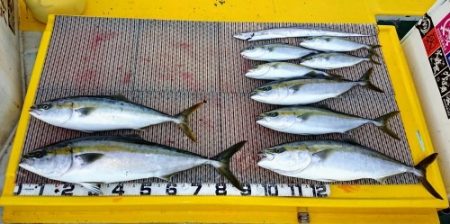 火遠理丸（ほおりまる） 釣果