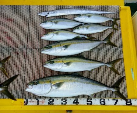 火遠理丸（ほおりまる） 釣果