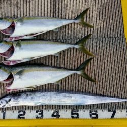 火遠理丸(ほおりまる) 釣果