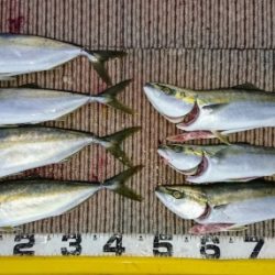 火遠理丸(ほおりまる) 釣果