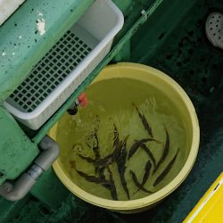 火遠理丸(ほおりまる) 釣果