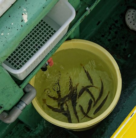 火遠理丸(ほおりまる) 釣果