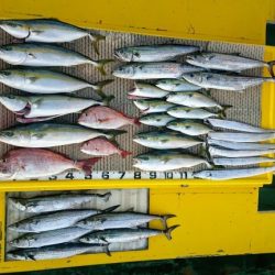 火遠理丸(ほおりまる) 釣果