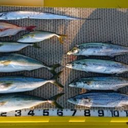 火遠理丸(ほおりまる) 釣果