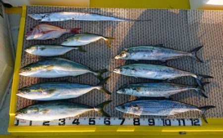 火遠理丸(ほおりまる) 釣果