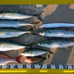 火遠理丸(ほおりまる) 釣果