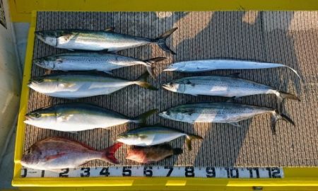 火遠理丸(ほおりまる) 釣果