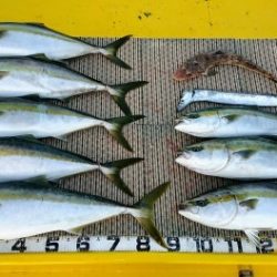 火遠理丸（ほおりまる） 釣果