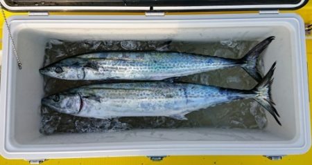 火遠理丸（ほおりまる） 釣果